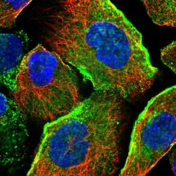 JMJD4 Antibody, Novus Biologicals 0.1mL; Unlabeled:Antibodies, Polyclonal